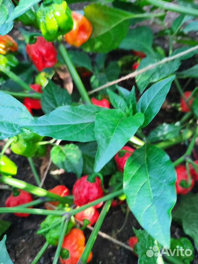 Один из самых острых в мире перцев Королина рипер