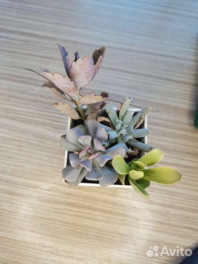 Суккуленты #1