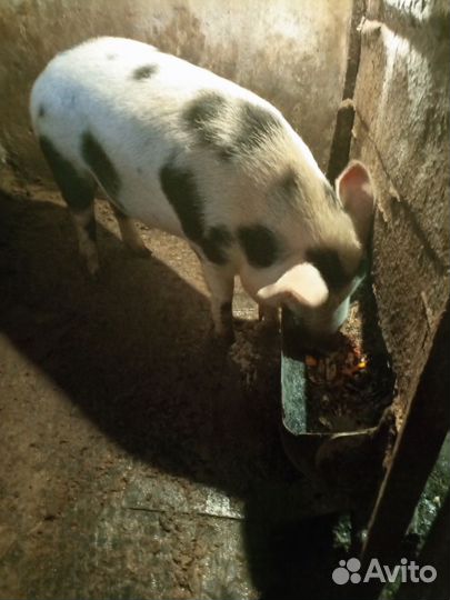 Поросёнок на мясо