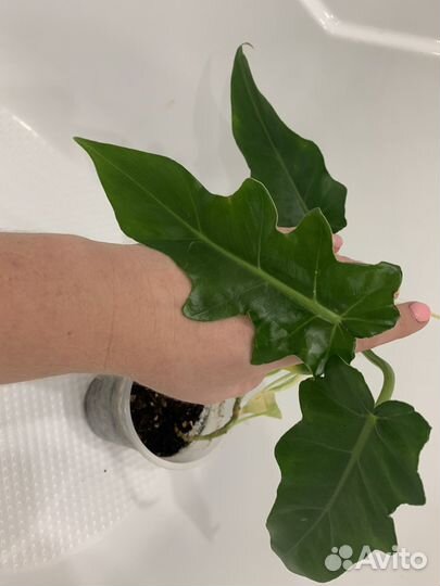 Филодендрон