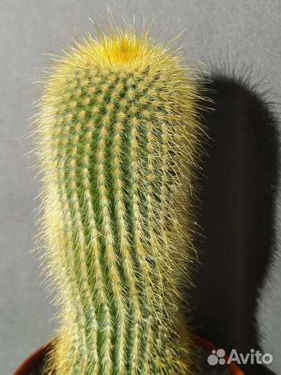 Кактус Eriocactus leninghausii