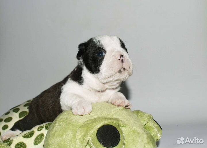 Бостон терьер мальчик