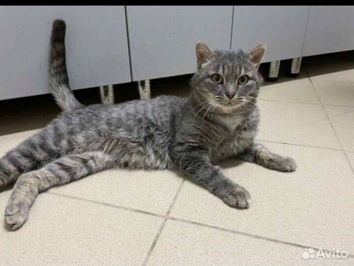 Котик в добрые ручки