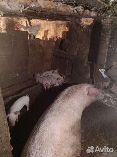 Поросята ландрас