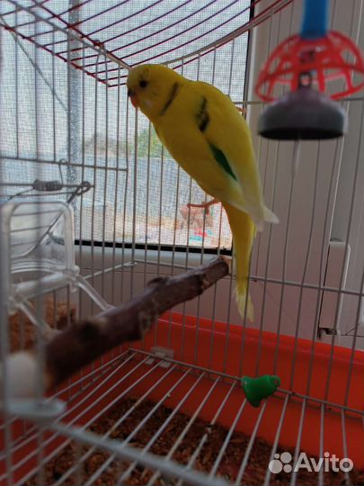Волнистый попугай с клеткой