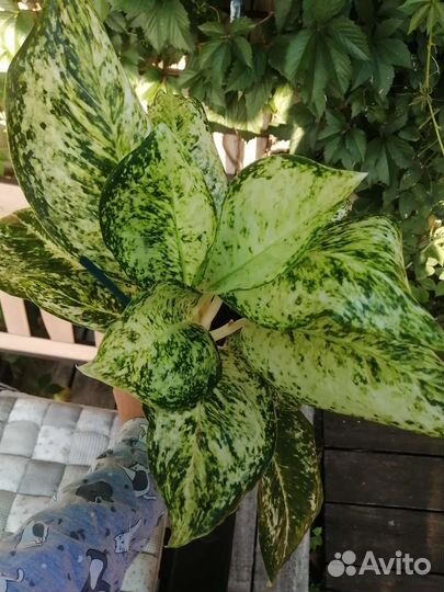 Аглаонема Phet samsee Diamond