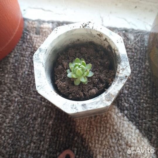 Молодило каменная роза