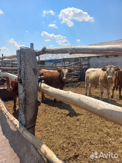 Быки на племя или на мясо