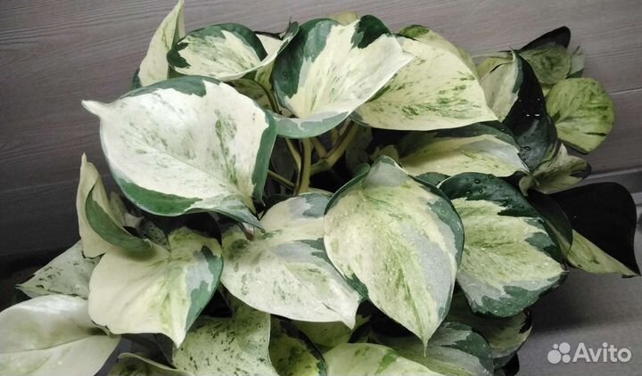 Эпипремнум Хеппи Лив