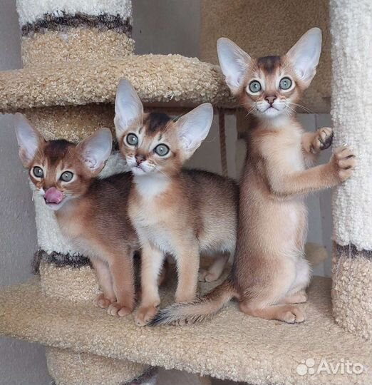 Абиссинские котята