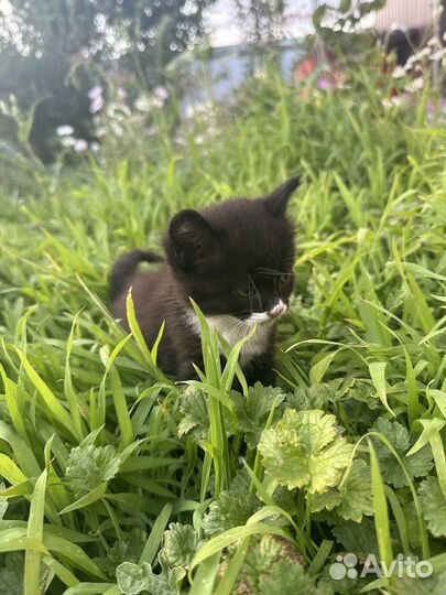 Котята черно-белые