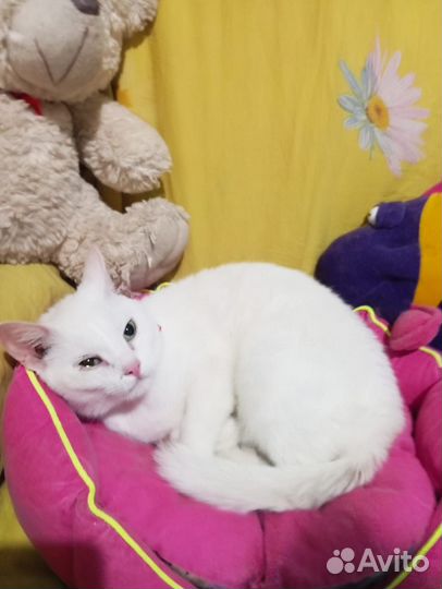 В добрые ручки