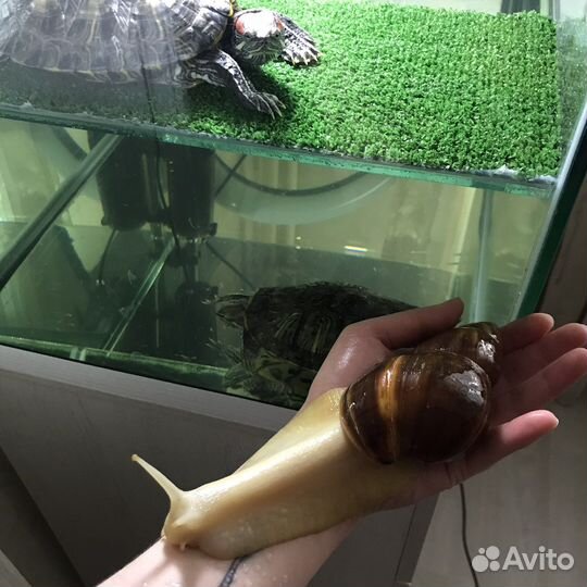 Улитки ахатины