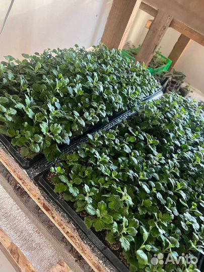 Хризантемы мультифлора