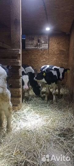 Бычки телята