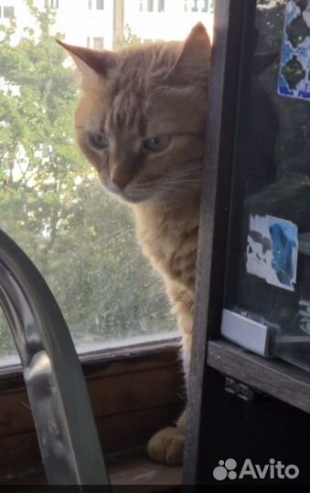 Кошки в добрые руки бесплатно