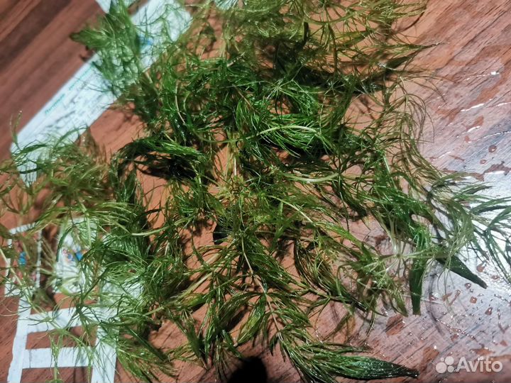 Кабомба, ротала красная, роголистник