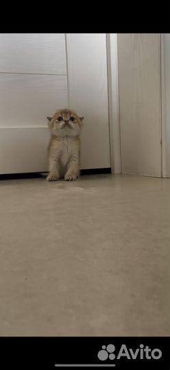 Шотландские котята