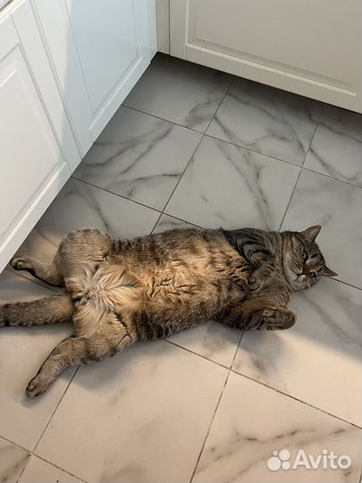 Отдам кота в добрые руки