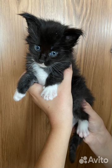 Котята мейн-кун