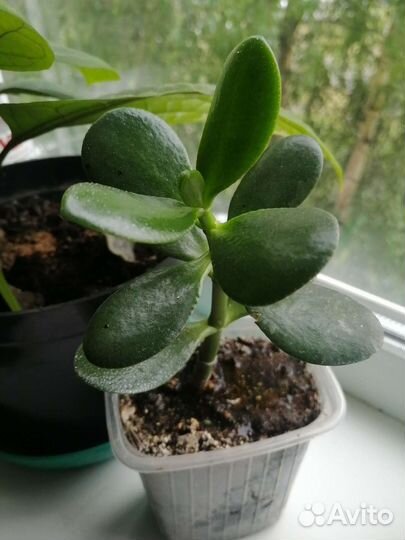 Продам комнатные растения