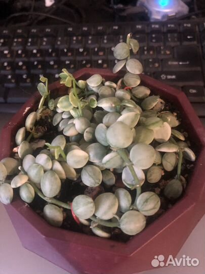 Дисхидия нуммулария