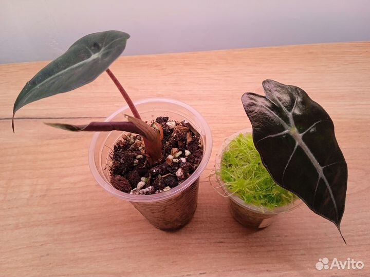 Алоказия полли