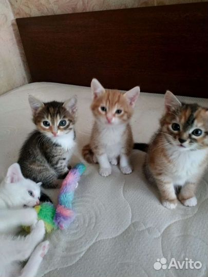 Кошка