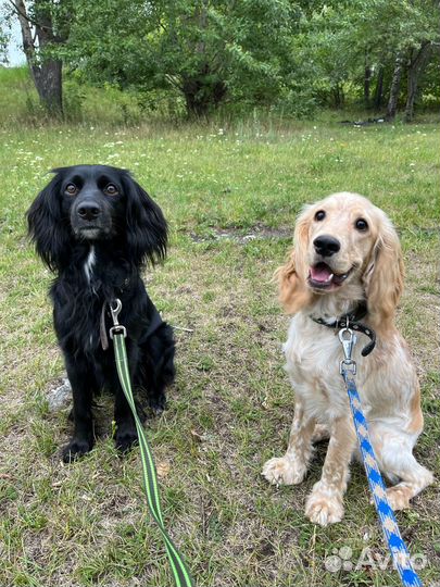 Домашняя гостиница для собак. Догситтер