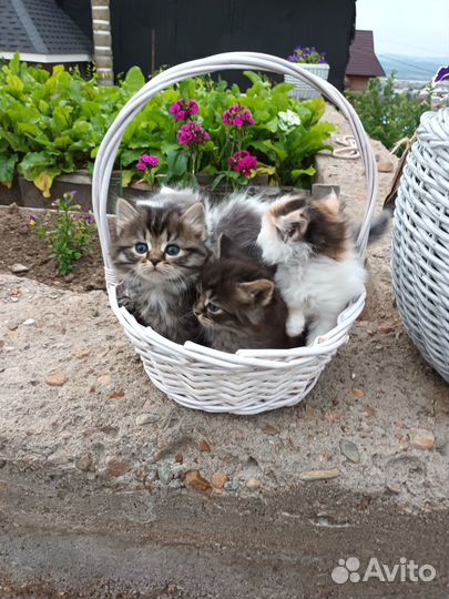 Котята в добрые руки