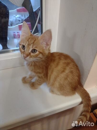Котенок девочка в добрые руки