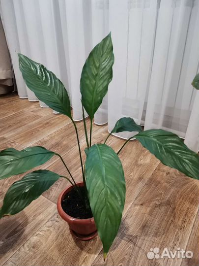 Спатифиллум