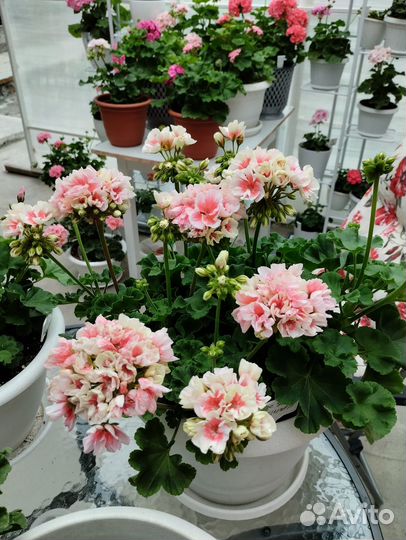 Пеларгонии сортовые