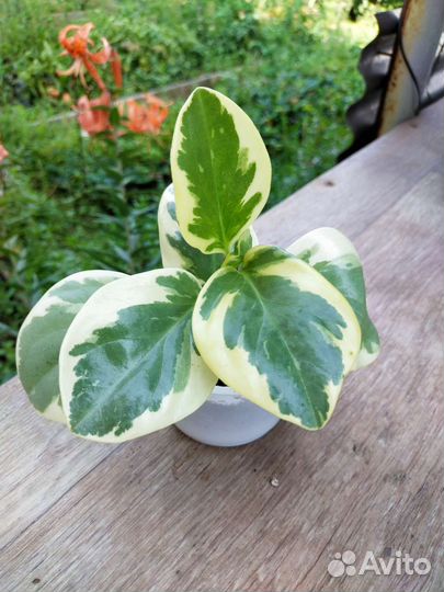 Пеперомия вариегатная