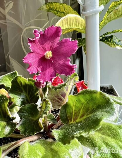 Фиалка (детки)