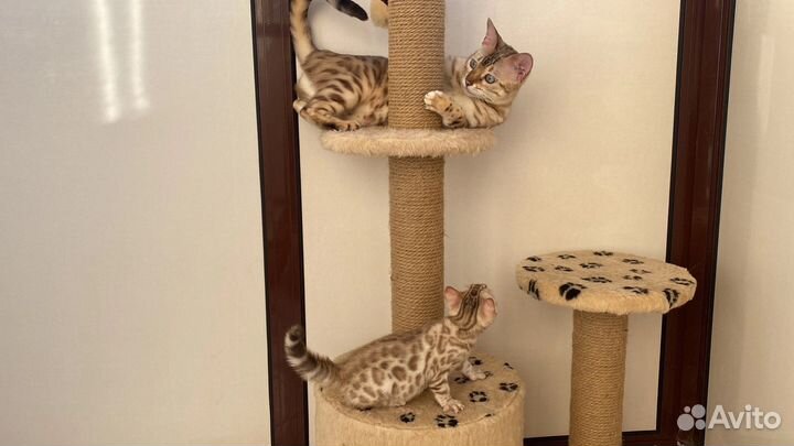 Бенгальские котята