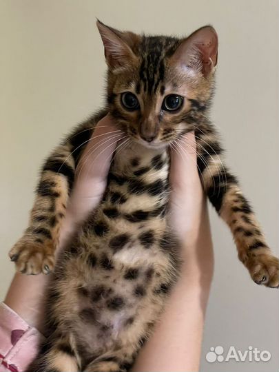 Бенгальская кошка