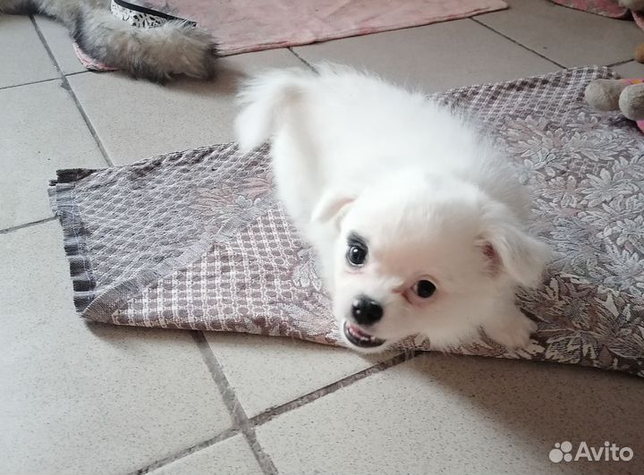 Щенки помчи