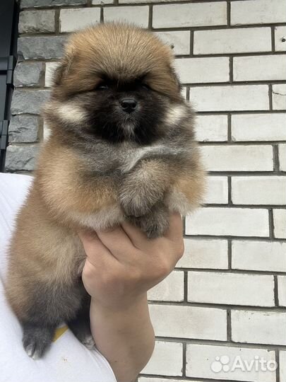 Померанский шпиц щенки