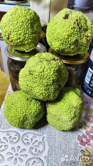 Адамово яблоко