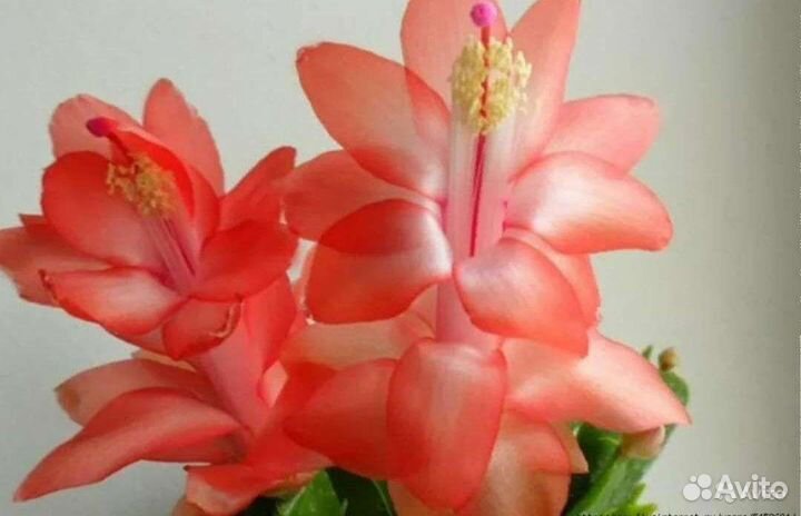 Декабрист микс