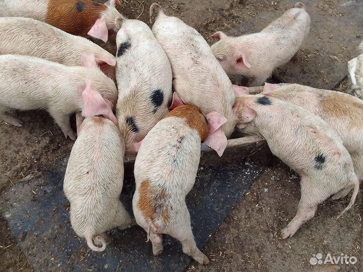 Поросята