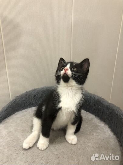 Кошечка в добрые руки