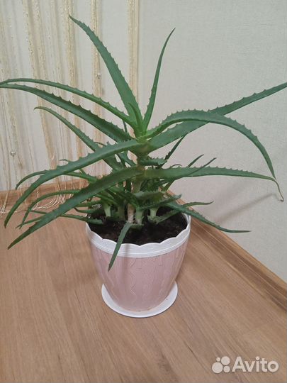 Комнатные цветы алоэ