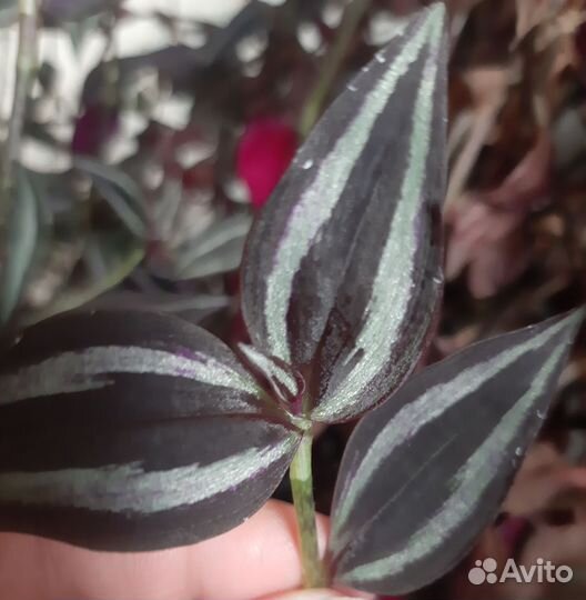 Традесканция Зебрина