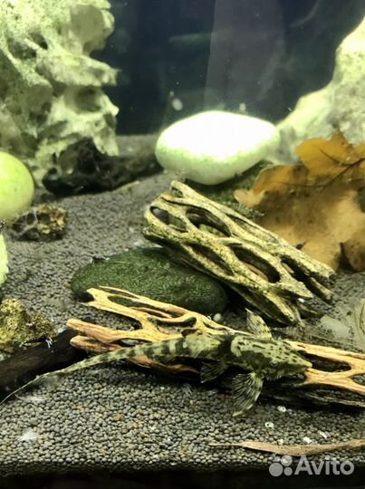 L- сомы, лорикарии, стурисомы,коридорасы