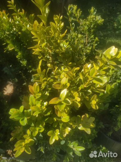 Самшит кусты