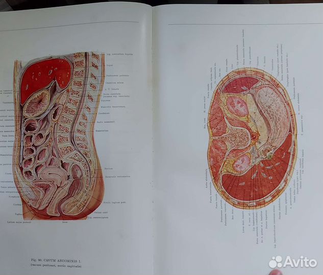 Анатомический атлас