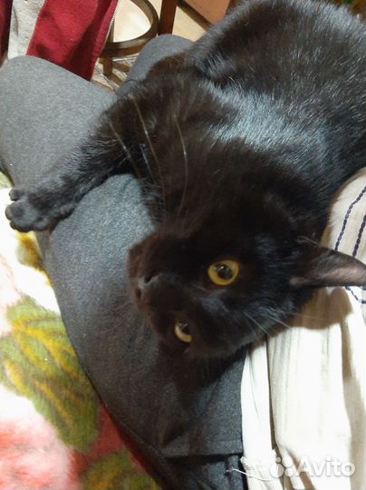 Котик
