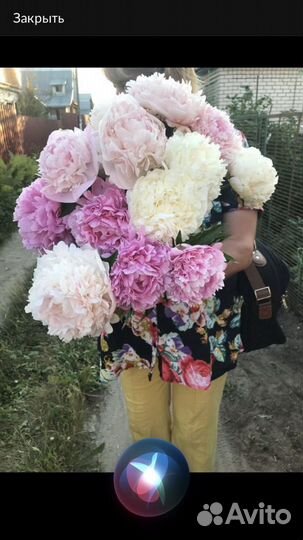 Пионы в срезке Дзержинск